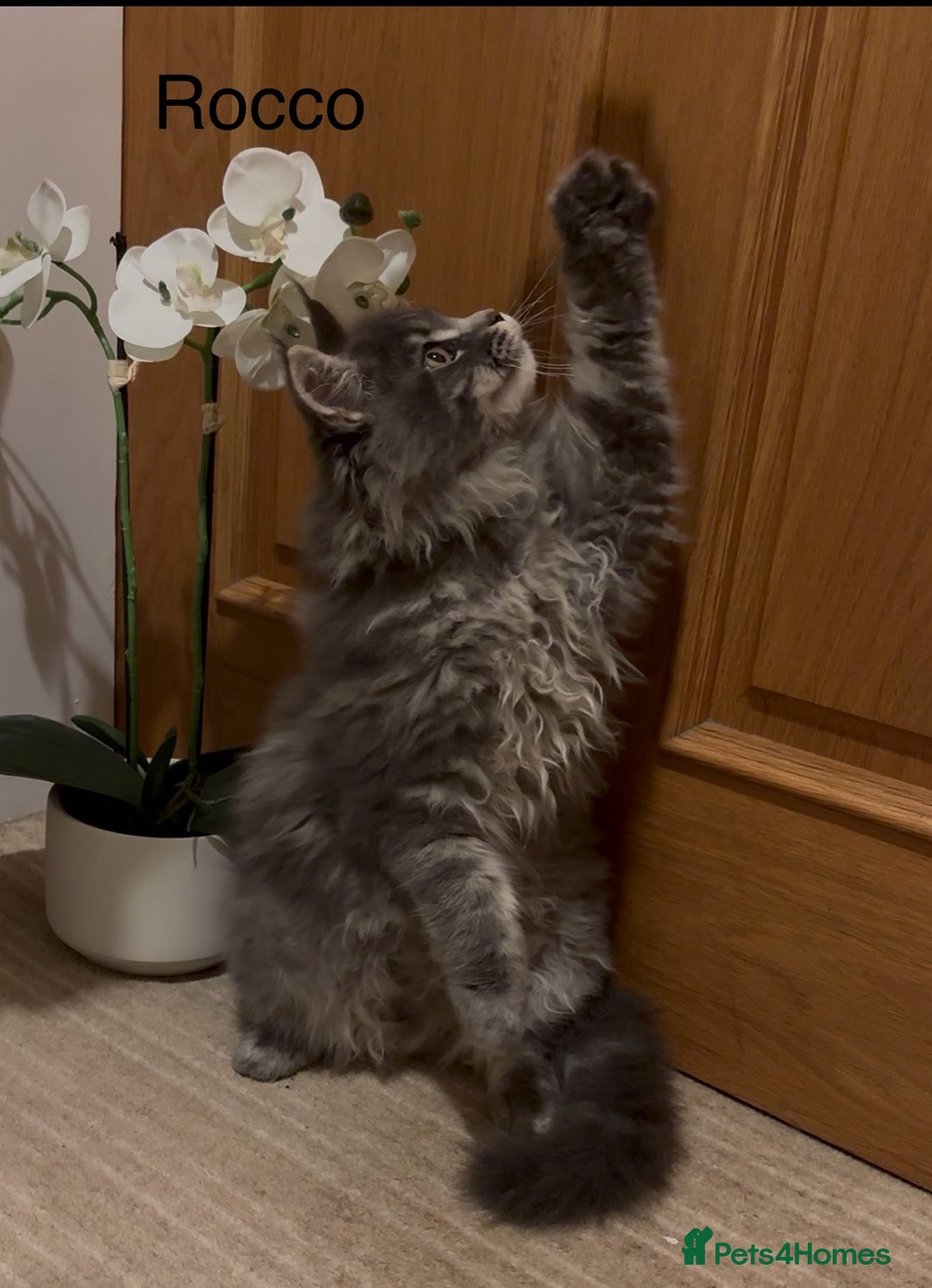 Maine Coon cats for sale: Maine Coon kittens outstanding quality - Advert 2