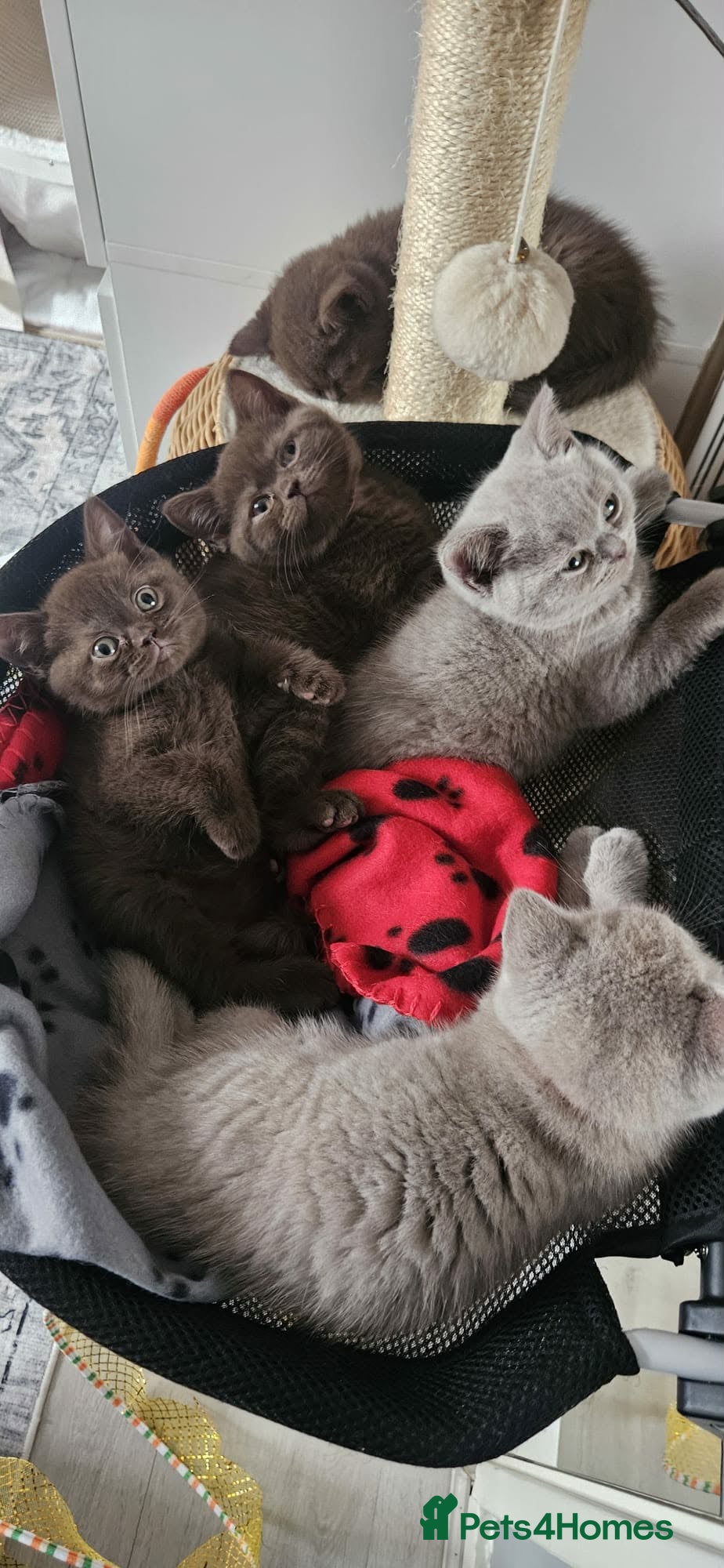 British Shorthair cats ✨ Stunning British Shorthair Kittens Available ✨ - Advert 7