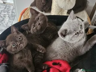 British Shorthair cats ✨ Stunning British Shorthair Kittens Available ✨ - Advert 7