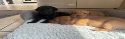 Labrador Retriever dogs for sale: Health Tested IGL Champion Bred Labrador Puppies  - Advert 25