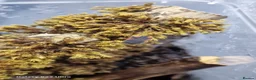 Isopods invertebrates for sale: Ember bee Isopods  - Advert 6
