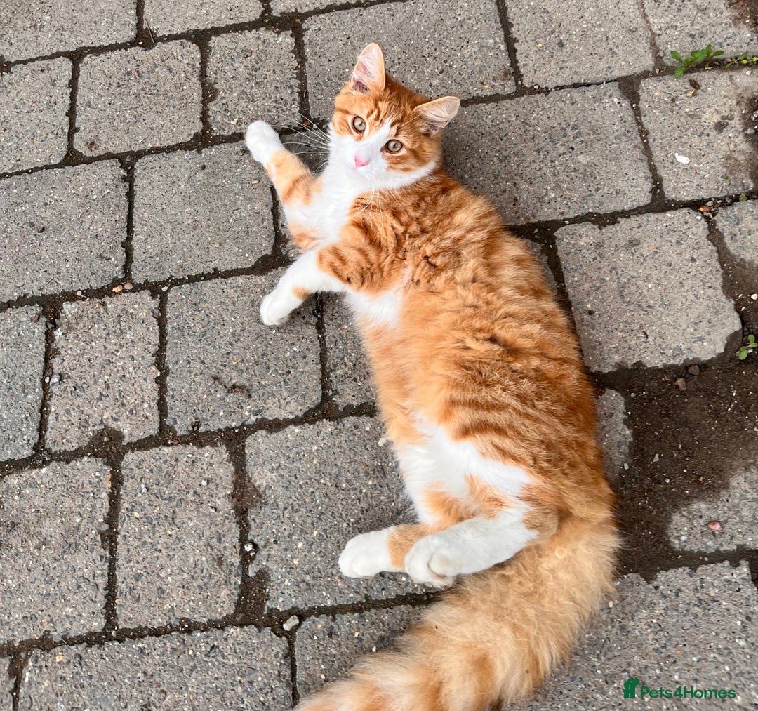 Mixed Breed cats for sale: Percy - stunning long haired ginger cat - Image 1