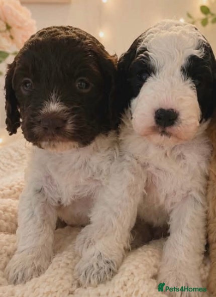 Cockapoo dogs Cockapoo - Advert 13
