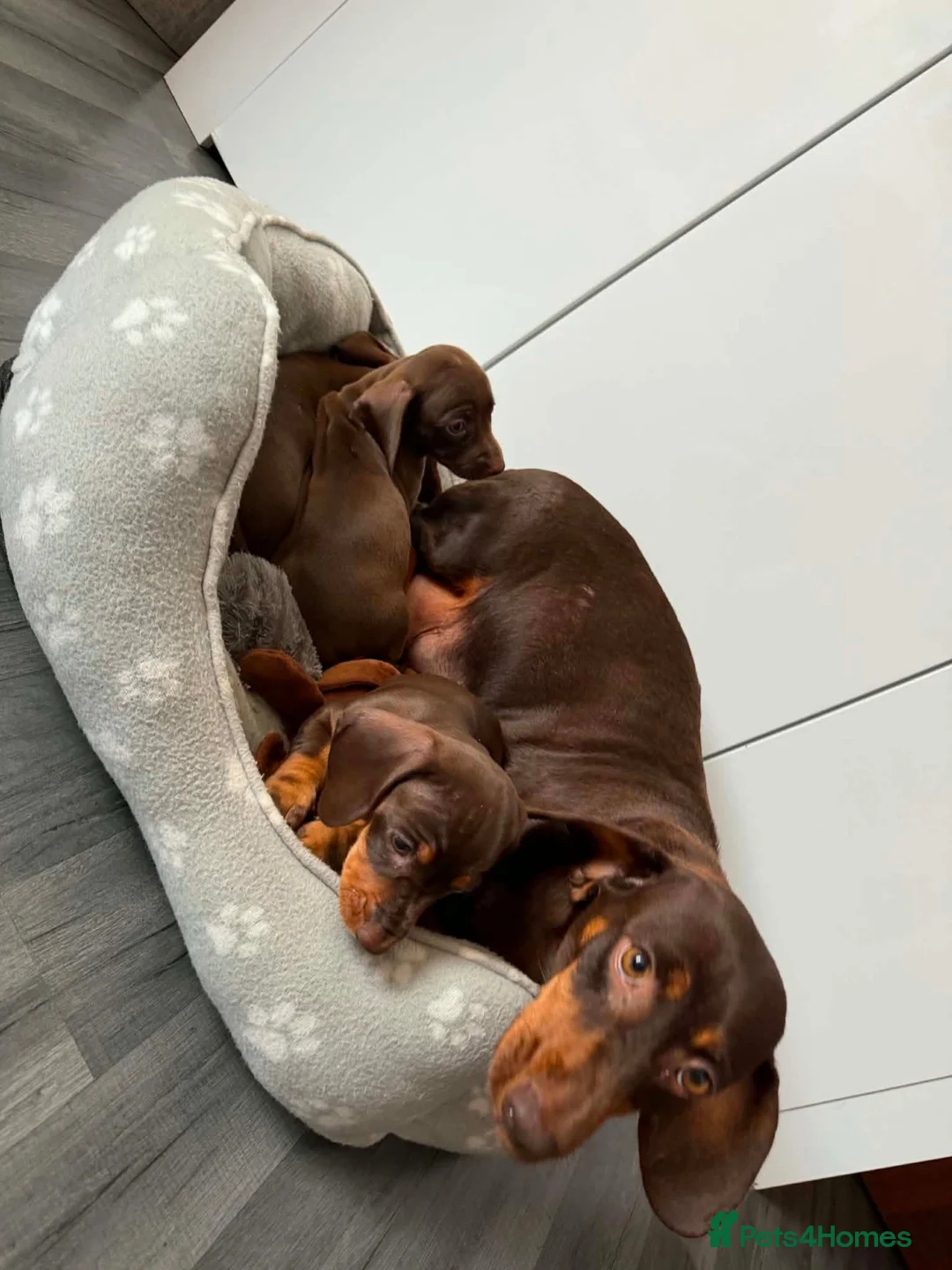Dachshund dogs for sale: Miniature Dachshund - Advert 6