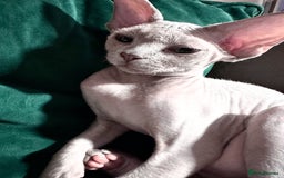 Devon Rex cats for sale: Last boy! 5 generation lilac boy! - Image 3