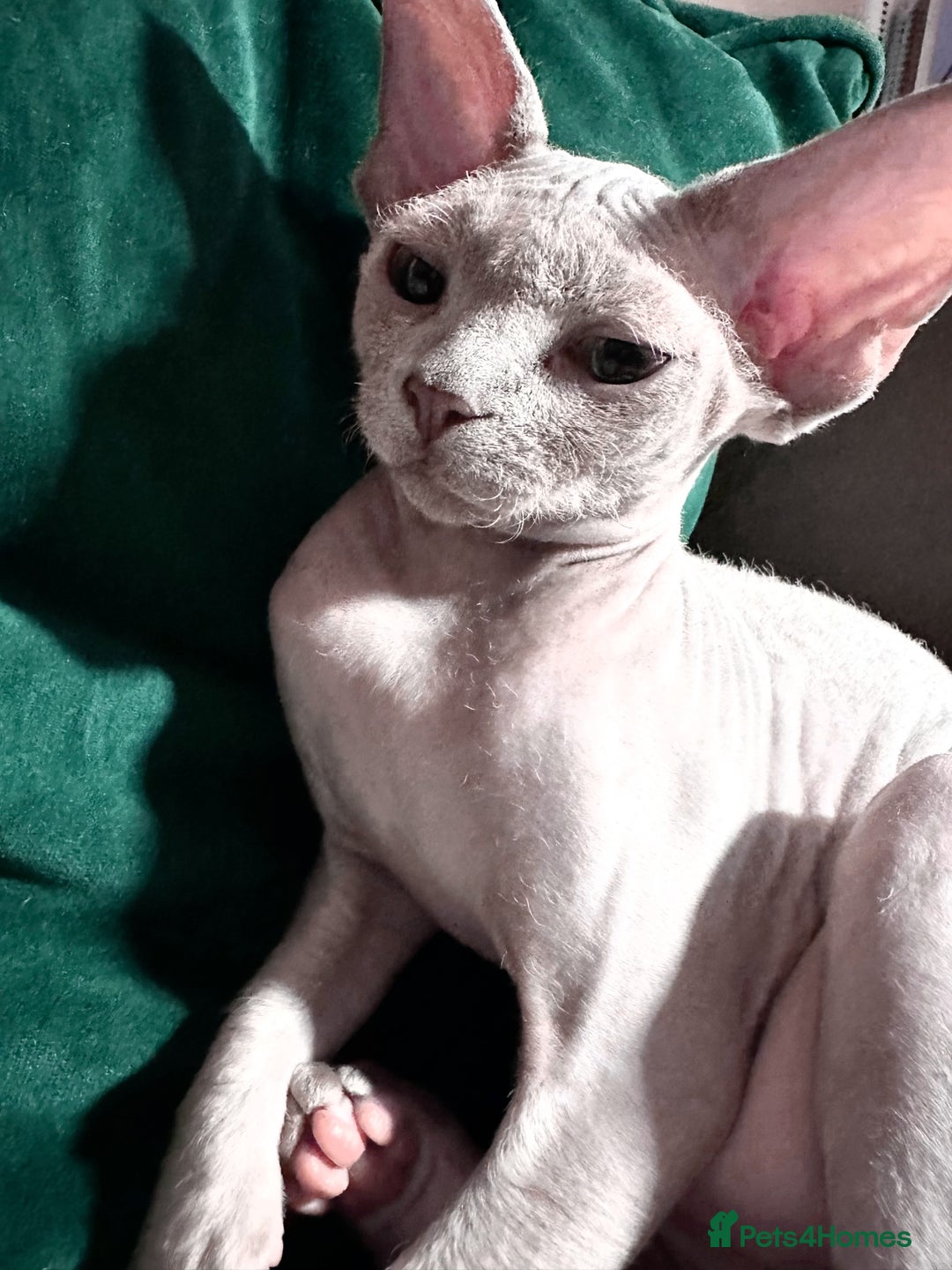Devon Rex cats for sale: Last boy! 5 generation lilac boy! - Image 3
