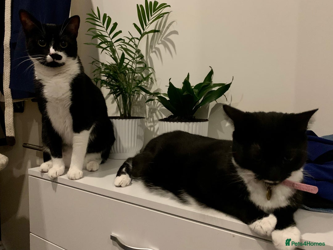 British Shorthair cats for sale: Juno and Minnie - Image 7