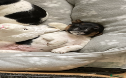 Jack Russell dogs for sale: Jack Russell pups - Image 2