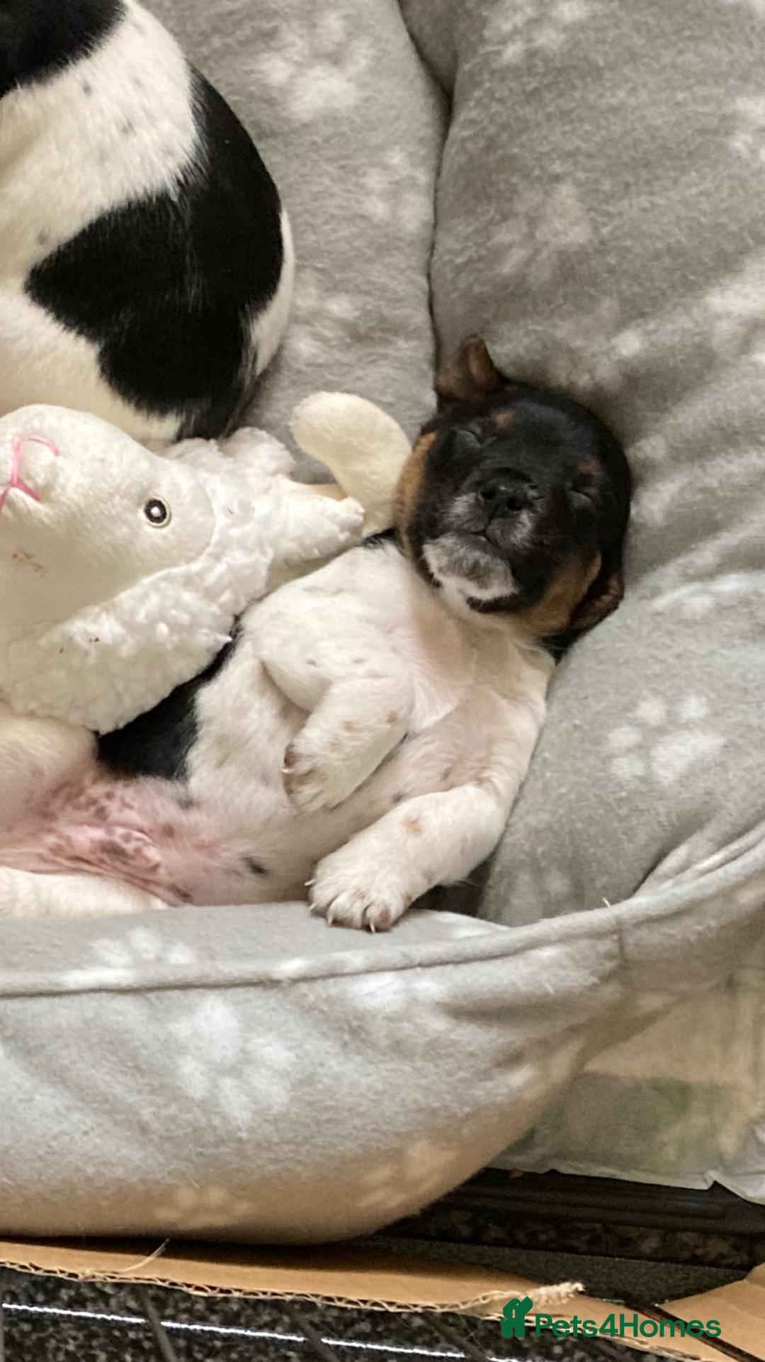 Jack Russell dogs for sale: Jack Russell pups - Image 2