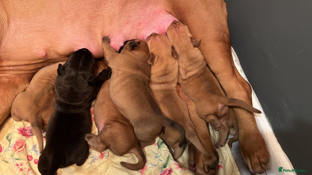 Mixed Breed dogs for sale: Adorable big chunky puppies - Advert 8