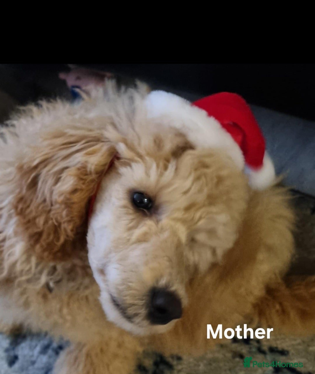 Cockapoo dogs for sale: Cockapoo puppies FB1 miniature poodle X Cockapoo  - Advert 3