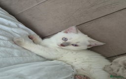 British Shorthair cats for sale: Light British Shorthair Kitten - Image 5
