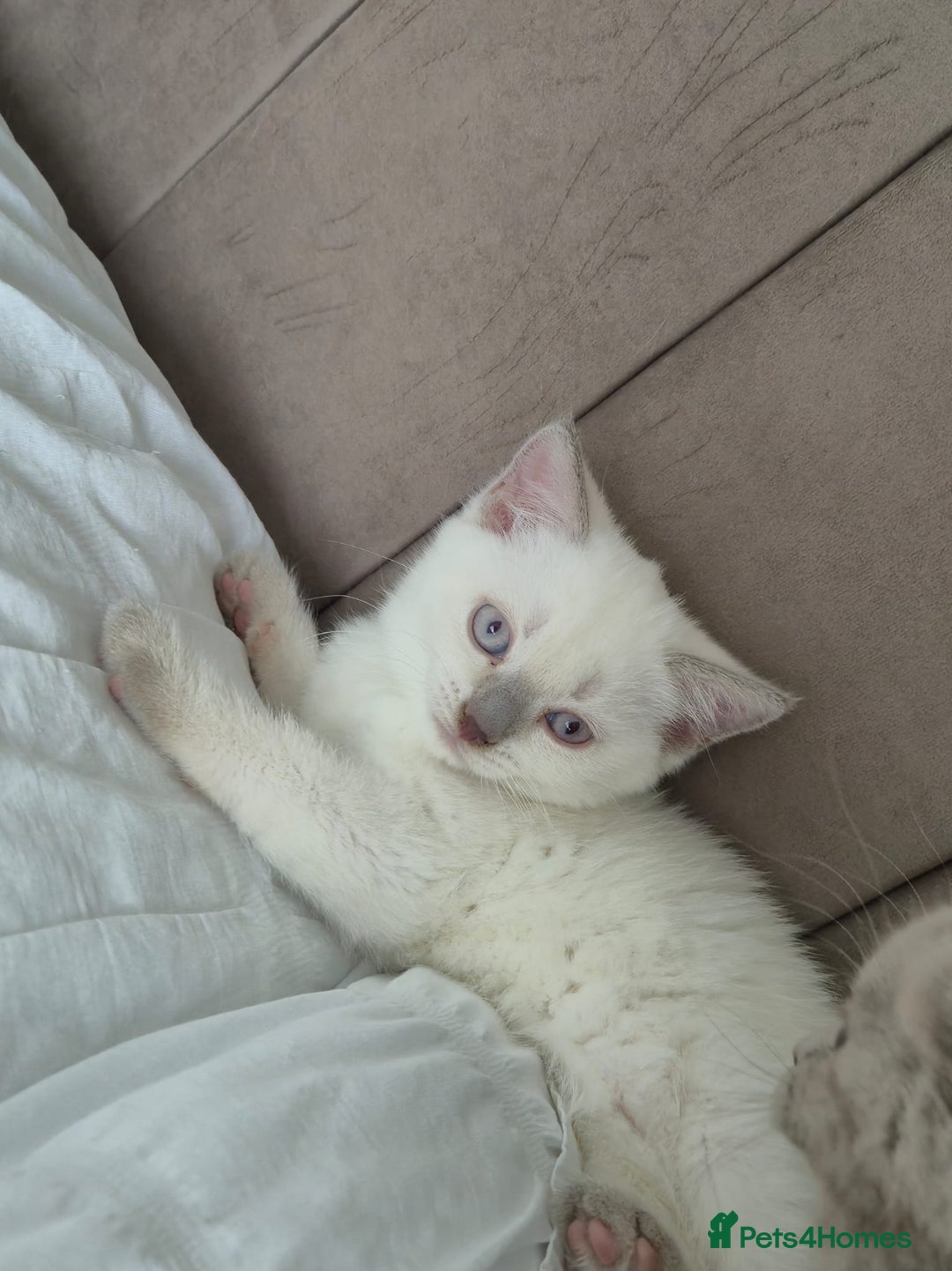 British Shorthair cats for sale: Light British Shorthair Kitten - Image 5