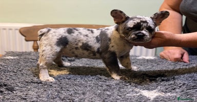 French Bulldog dogs - Advert 6