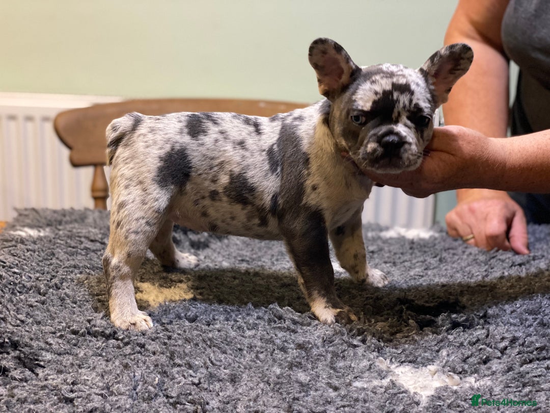 French Bulldog dogs for sale: Stunning healthy French bull dog puppies  - Image 12