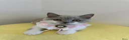 British Shorthair cats for sale: British Short Hair TICA REG Ready now  - Advert 8