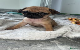 Pug dogs for sale: PUG PUPPYS READY TO GO !!!! - Advert 7