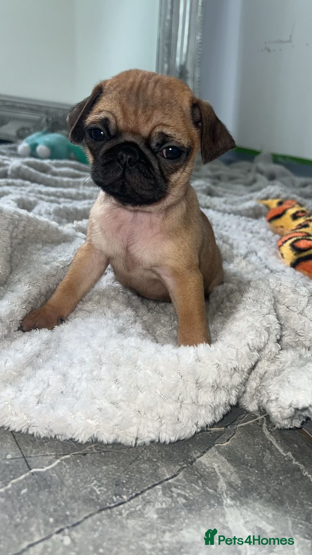 Pug dogs for sale: PUG PUPPYS READY TO GO !!!! - Advert 7