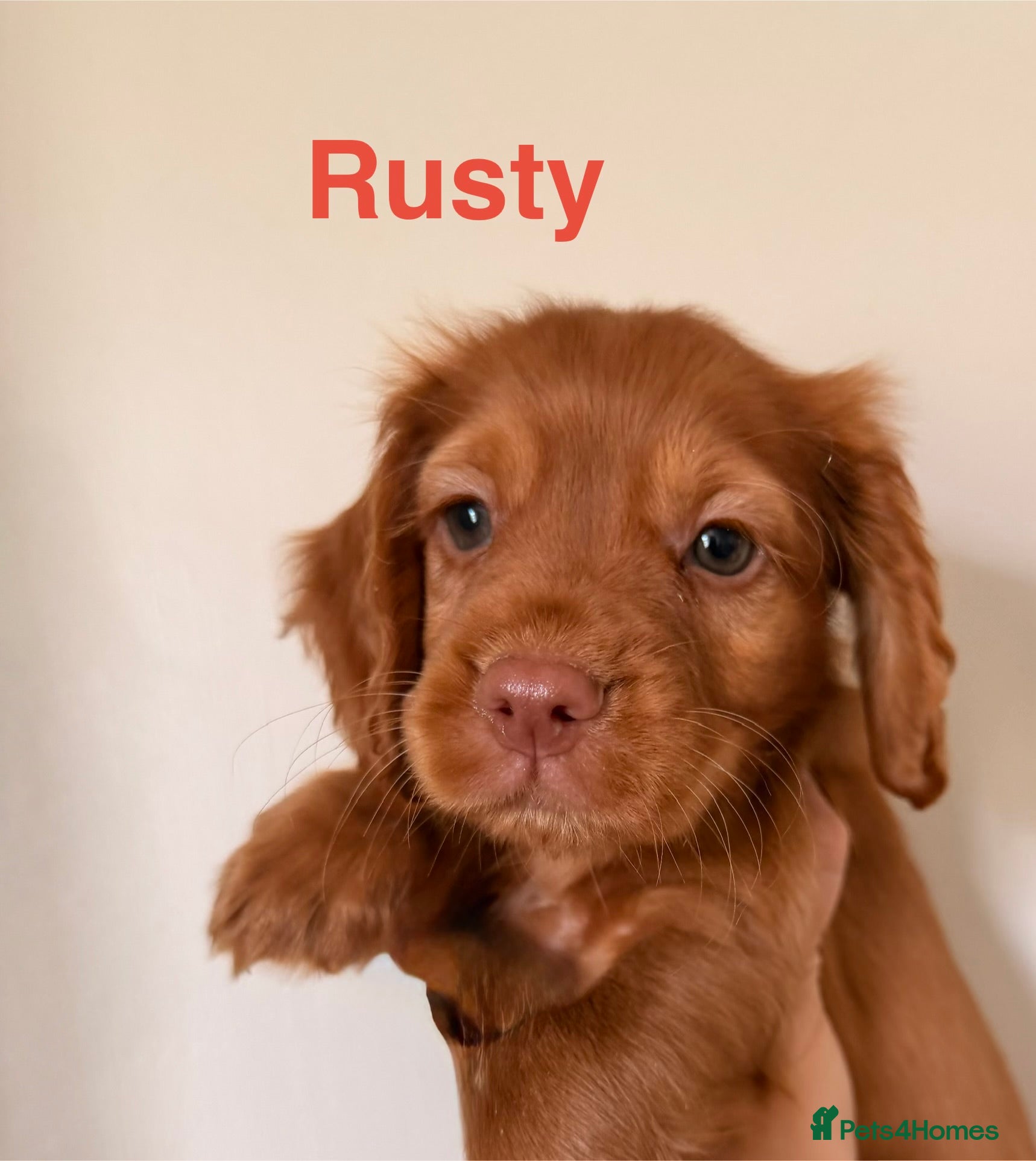 Cocker Spaniel dogs Working cocker spaniels  - Advert 1