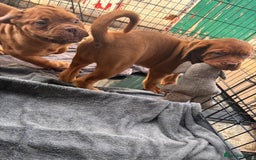 Dogue De Bordeaux dogs for sale: Dogue de bordeux  puppies  - Image 4