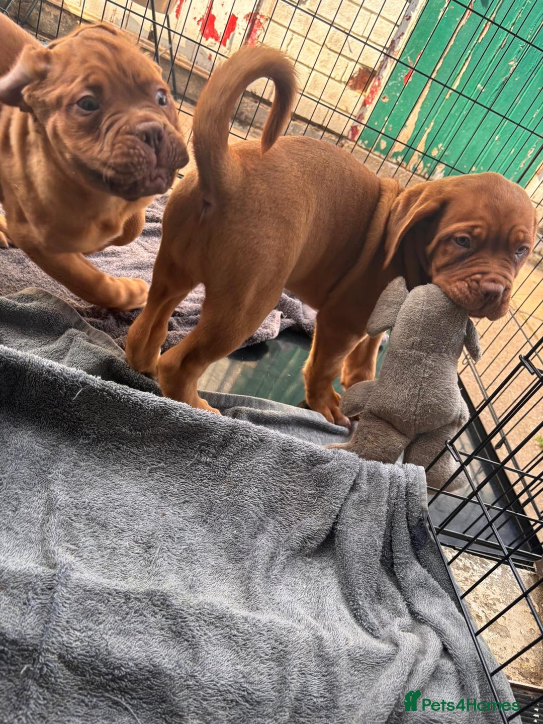 Dogue De Bordeaux dogs for sale: Dogue de bordeux  puppies  - Image 4