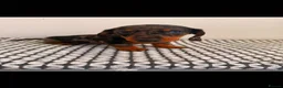 Miniature Dachshund dogs for sale: Miniature Dachshunds - Advert 20