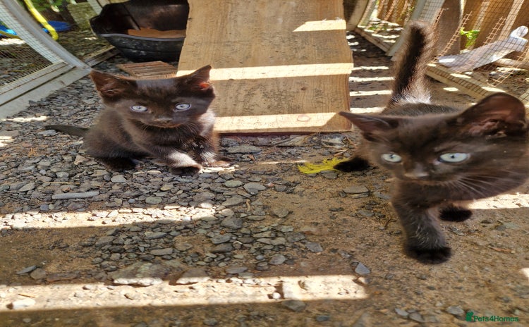 Mixed Breed cats - Advert 11