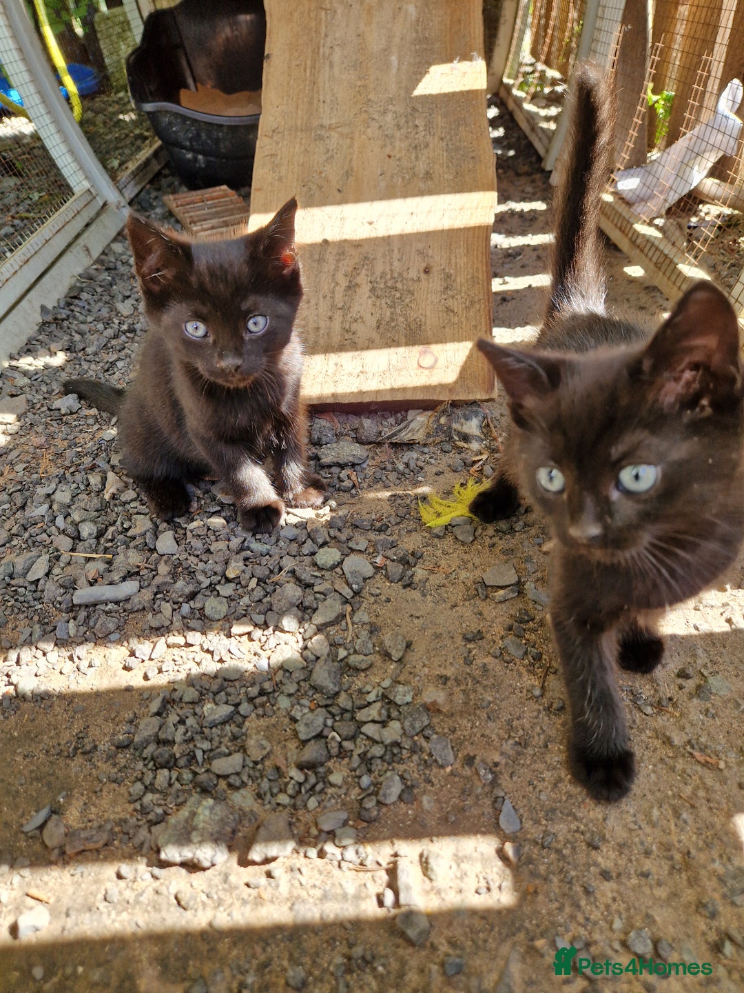 Mixed Breed cats for sale: Black kittens  - Image 1