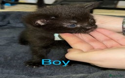 British Shorthair cats for sale: 3 beautiful kittens for sale - Image 4