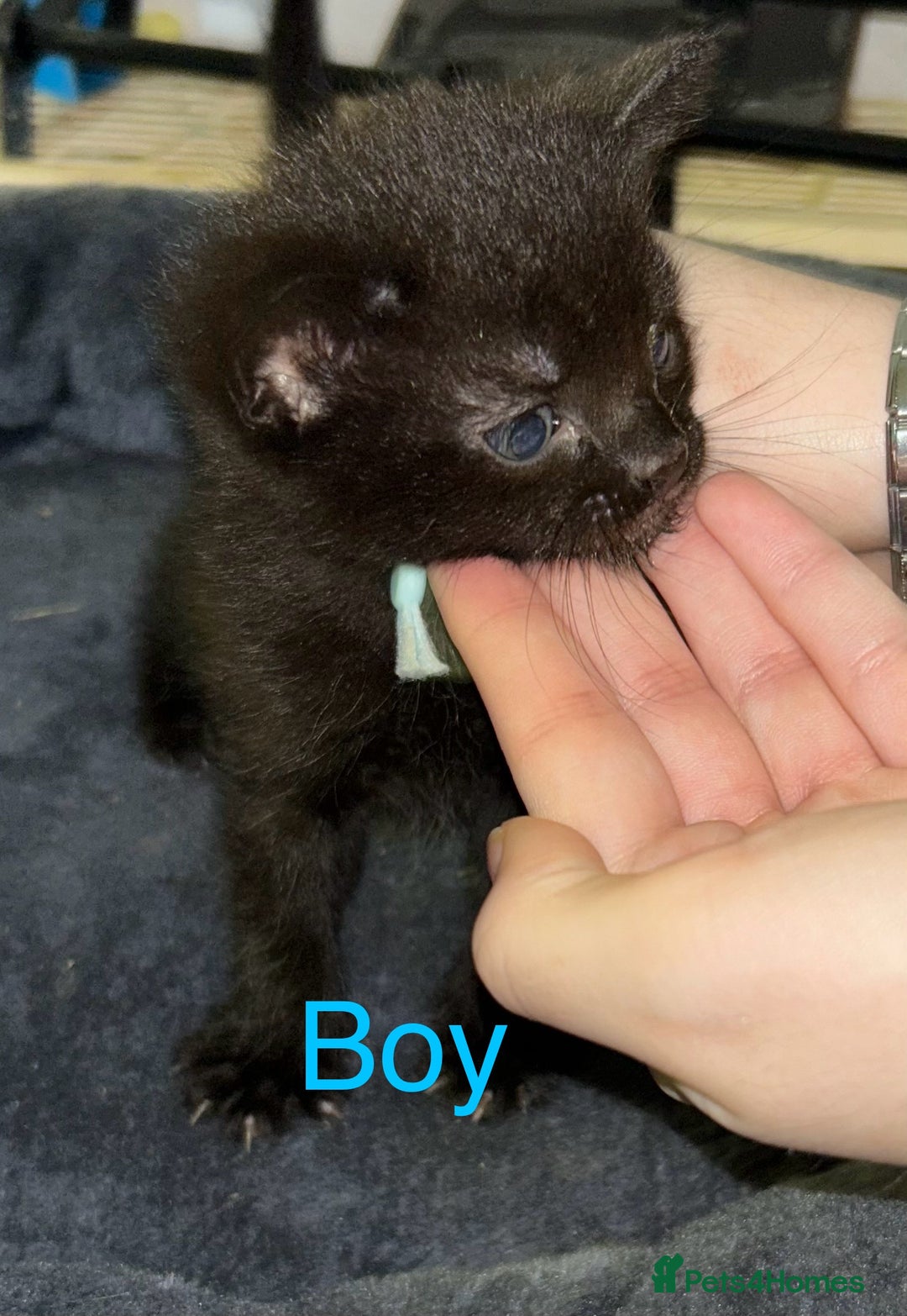 British Shorthair cats for sale: 3 beautiful kittens for sale - Image 4