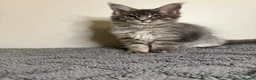 Maine Coon cats for sale: Stunning Maine Coon kittens - Advert 7
