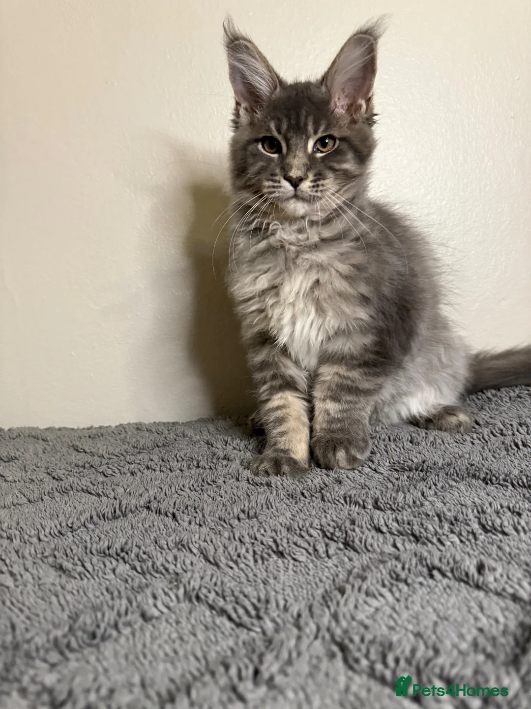 Maine Coon cats for sale: Stunning Maine Coon kittens - Advert 7