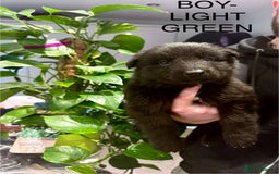 German Shepherd dogs for sale: Adorable German Shepherd Pups - Advert 10