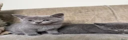 British Shorthair cats for sale: LAST 2 BSH LEFT! - Advert 4