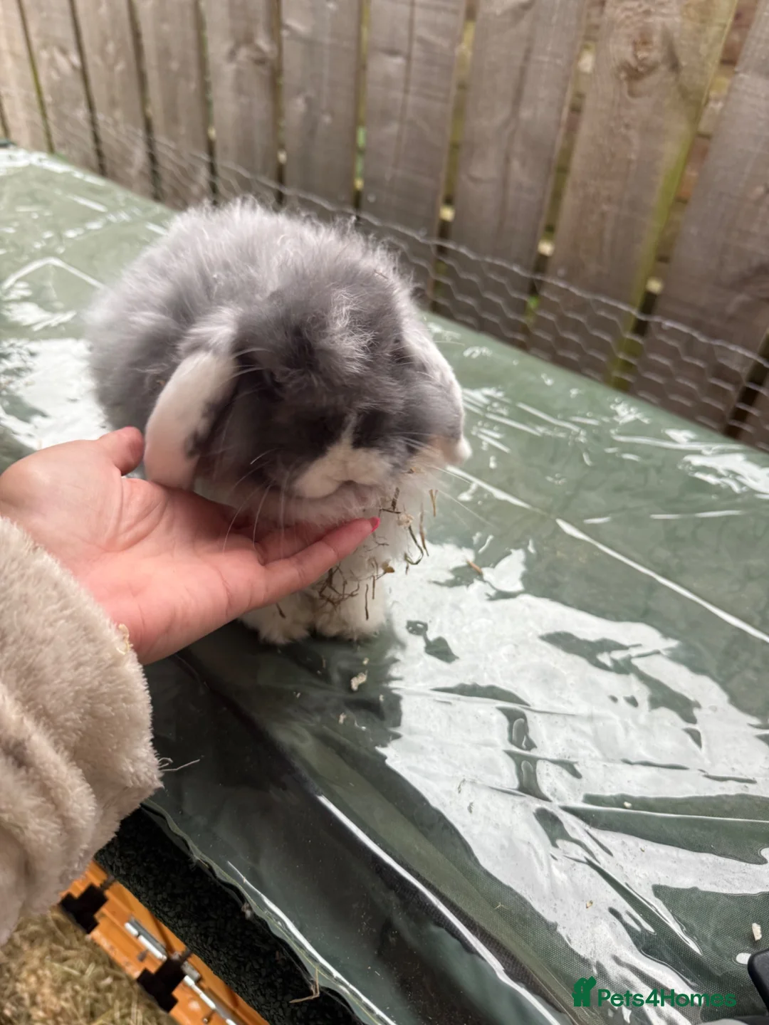 Mini Lion Lop rabbits for sale: Two female mini lop rabbits  - Advert 2