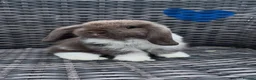 Mini Lop rabbits for sale: Beautiful baby mini lops  - Advert 5