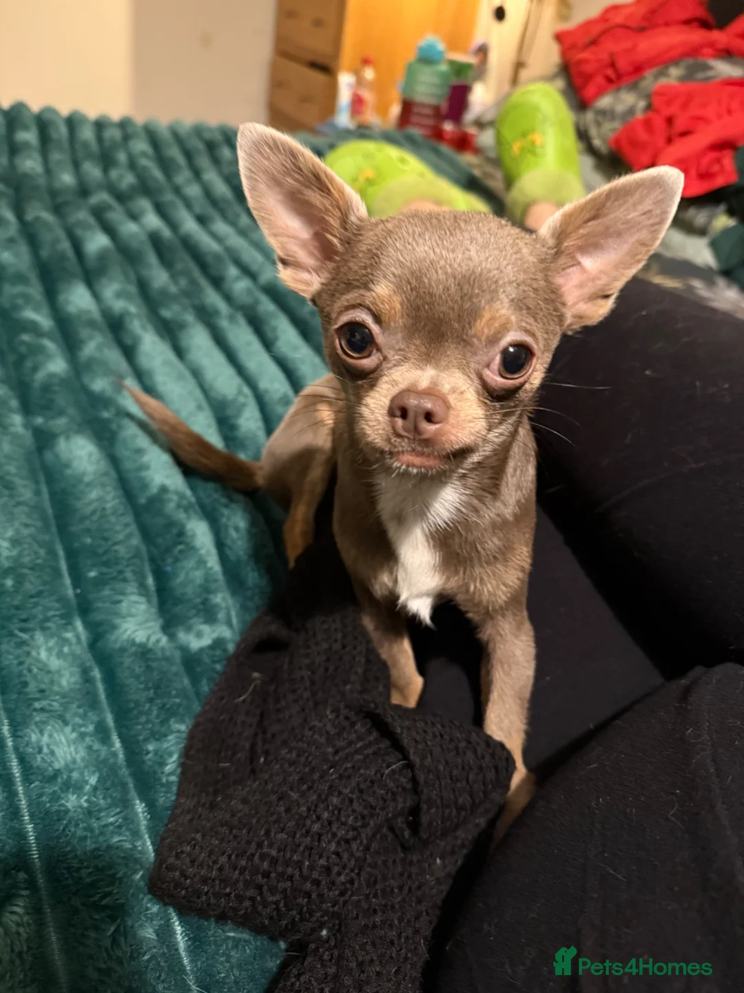 Chihuahua dogs for stud: Little Grandure - Advert 6