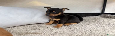 Mixed Breed 3