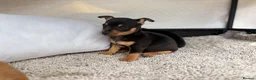 Mixed Breed dogs for sale: Jack Russell Cross Chorkie Puppies - Advert 19