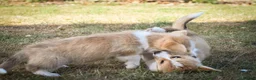 Welsh Corgi Pembroke dogs for sale:  Pembrokeshire Corgi Puppies for sale!🏡 - Advert 11
