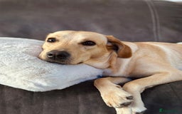 Cockerdor dogs for sale: 7 cockerdor puppies  - Image 8