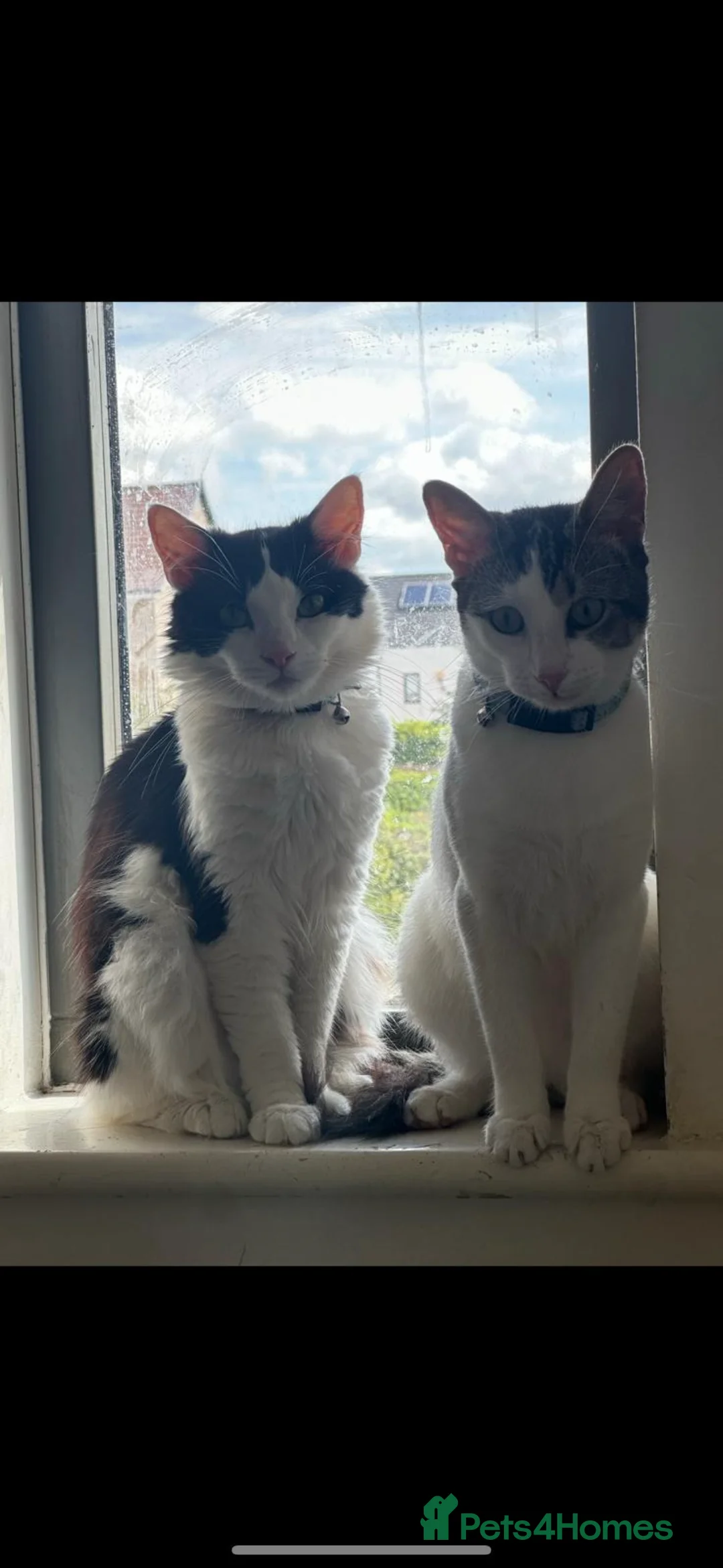 Mixed Breed cats for sale: Cat for sale  - Advert 3