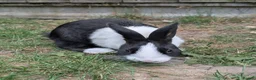 Mixed Breed rabbits for sale: Babies all ready to go 11 & 13 weeks  - Advert 8