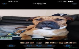 Boerboel dogs for sale: Boerboel looking for a loving home - Image 3
