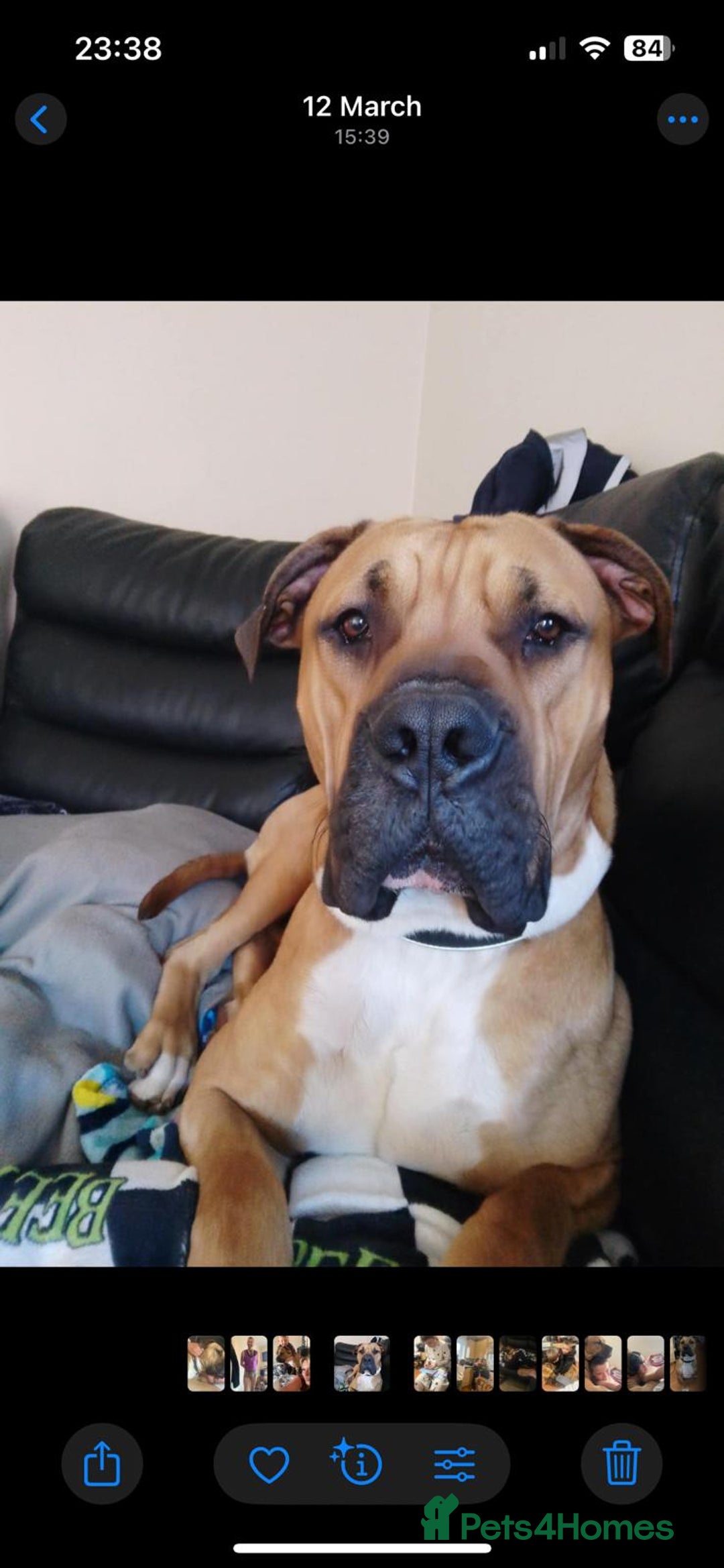 Boerboel dogs for sale: Boerboel looking for a loving home - Image 3