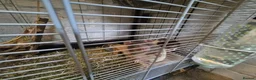 Rat rodents for sale: 5 male rats with large Savic Cage in York - Advert 7