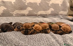 Miniature Dachshund dogs for sale: Supreme KC Miniature Wirehaired Dachshunds! - Advert 1
