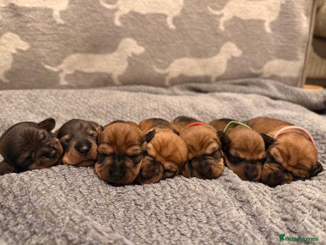 Miniature Dachshund dogs for sale: Supreme KC Miniature Wirehaired Dachshunds! - Advert 1
