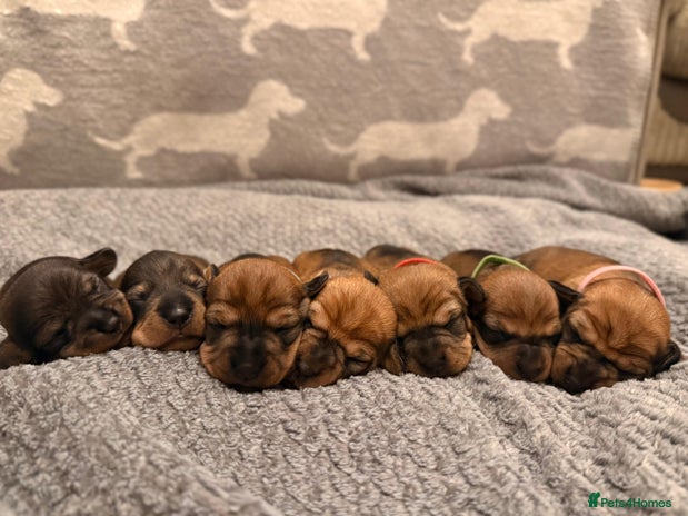 Miniature Dachshund dogs Supreme KC Miniature Wirehaired Dachshunds! - Advert 1