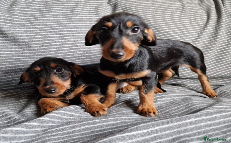 Doxiepoo dogs - Advert 5